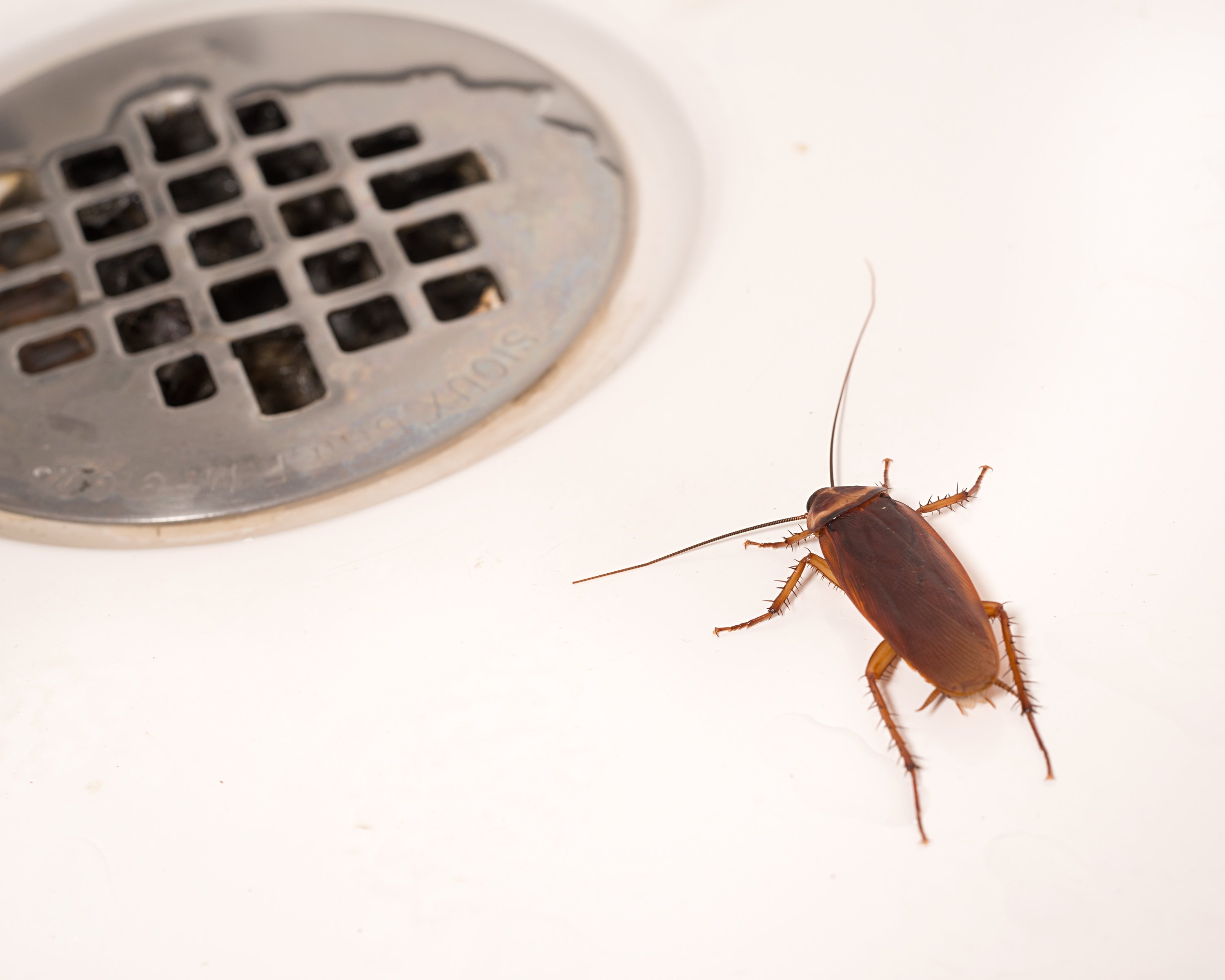 Large Brownish Beetle In Bathroom